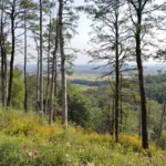 entdecken sie, wie psychologie die liebe vorhersagbar macht – weder zufall noch schicksal, sondern wissenschaftliche erkenntnisse über zwischenmenschliche beziehungen.